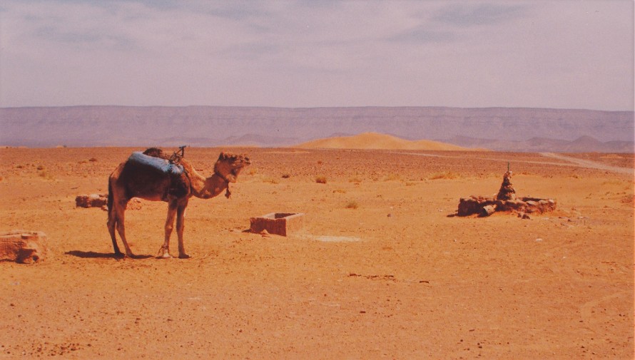 Camel in Sahara Desert Morocco Tinfou 