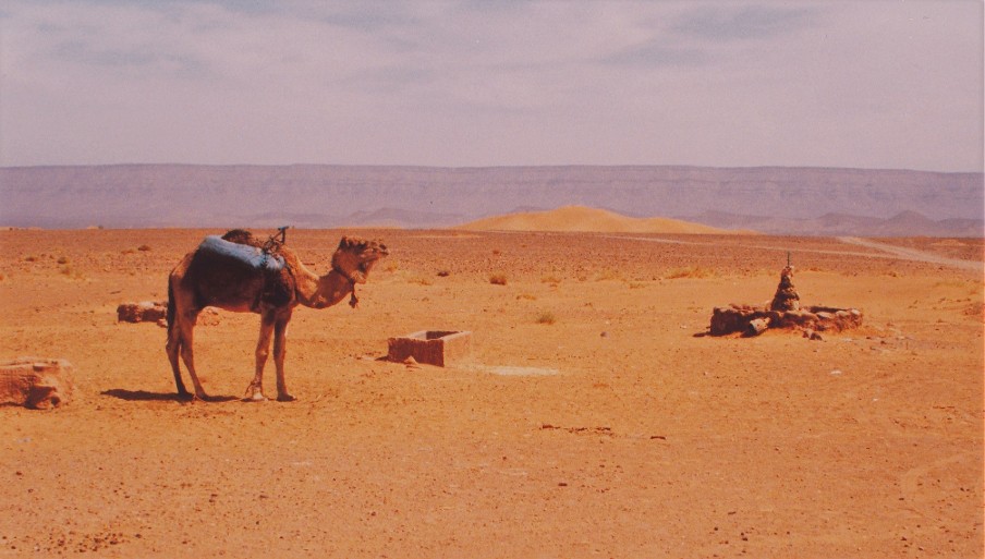 Camel in Sahara Desert Morocco Tinfou photo by Greg Beaubien